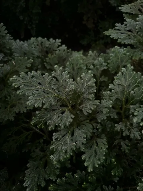 🌿 A Must-Visit for Plant Lovers | Berlin Botanical Garden 🌸