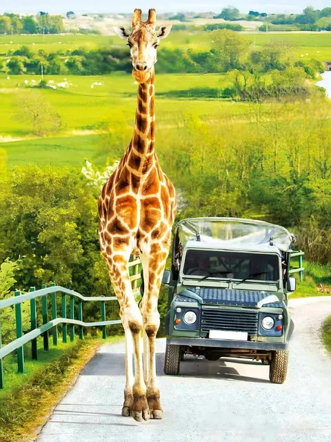 ​​🇬🇧 Skip South Africa—This Wildlife Safari is Just 2 Hours  