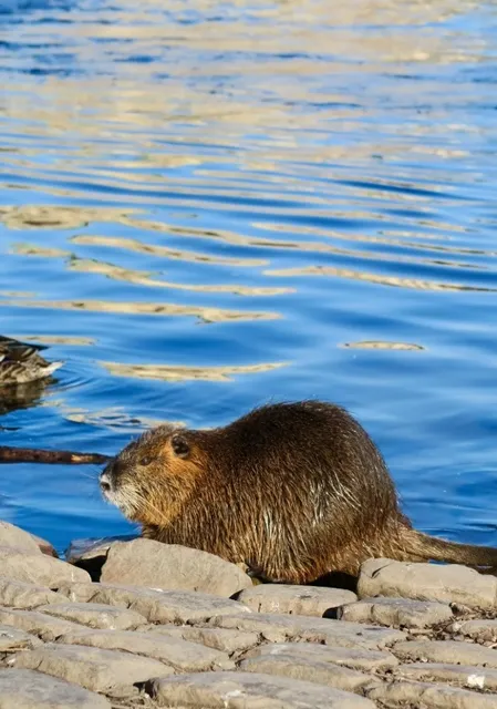 The Golden City - A Prague Journey