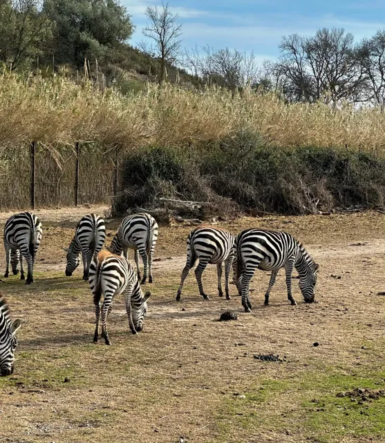 【Travel Guide】African Wildlife Park | Reserva africana de Sigean 