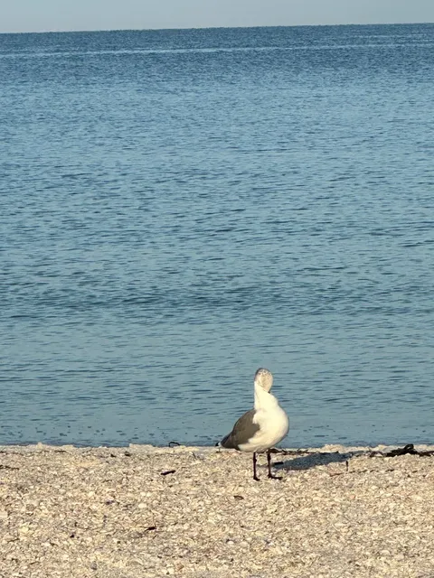 🐬 2-Day Tampa Thanksgiving Trip Guide (No Rental Car Needed!) 🚖