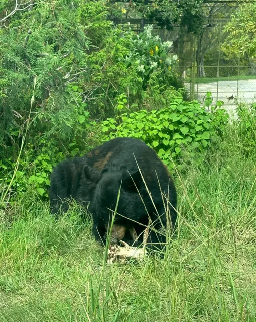 Where to Go on Weekends in Mexico – Africam Safari in Puebla 🦁🚗