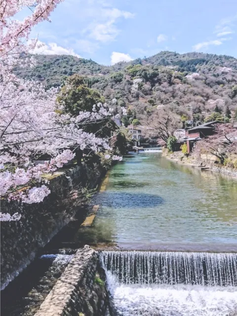 Cherry Blossom Viewing in Kyoto: Philosopher's Path & Hirano Shrine 🌸