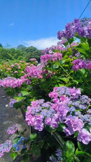 【Early Summer Limited Edition 🌸 Shimoda Park Hydrangea Sea】 