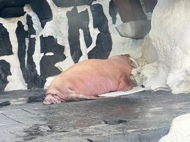 SeaWorld San Diego: The Ultimate Marine Adventure Guide