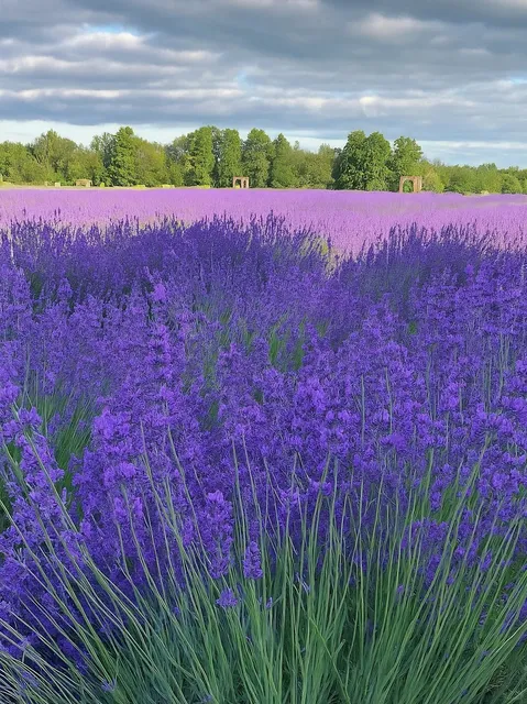 Toronto's Very Own Provence: 5 Lavender Fields to Visit This Summer 💜