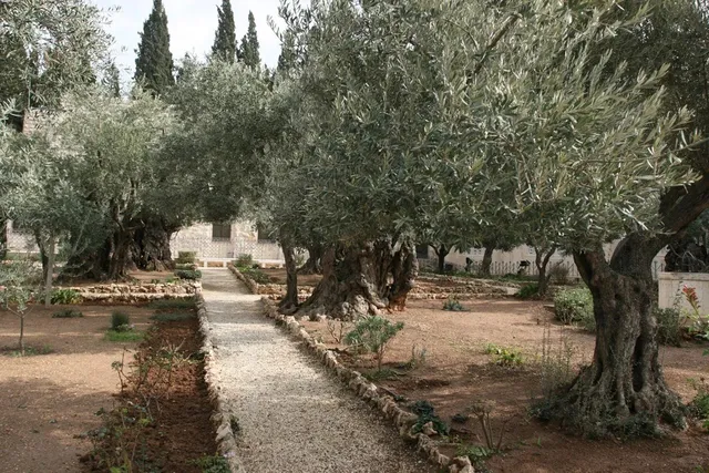 The Most Beautiful Olive Garden: Gethsemane’s Ancient Wonders! 🇮🇱🌳