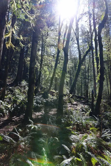 Seattle Weekend | This must be a fairyland 😍