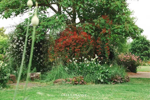 Eugene Photo Spot Recommendation | Owen Rose Garden 🌹