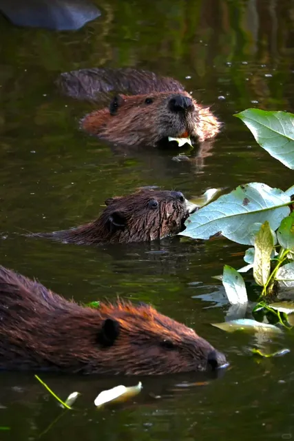 🦫 Beaver Spotting at Jericho Beach Park! 🦫  