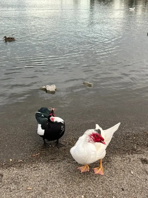 🇺🇸 Hidden Gem for Retirement & Travel: The Ultimate Tucson, AZ Guide