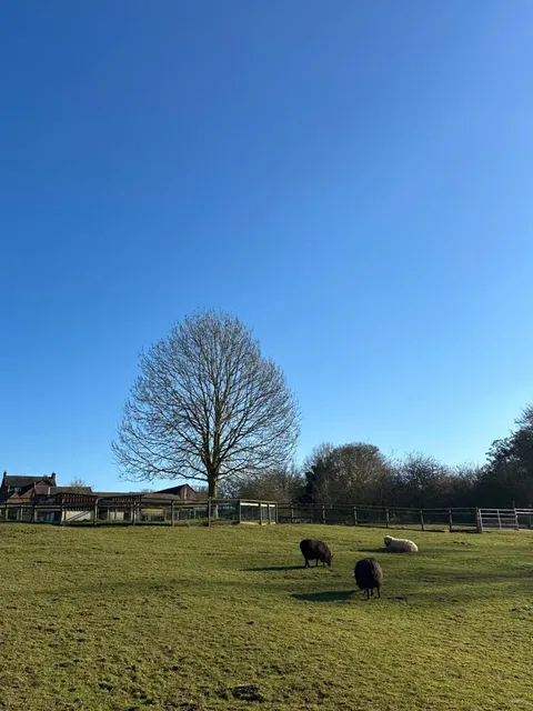 Birmingham's Adorable Animal Collection 