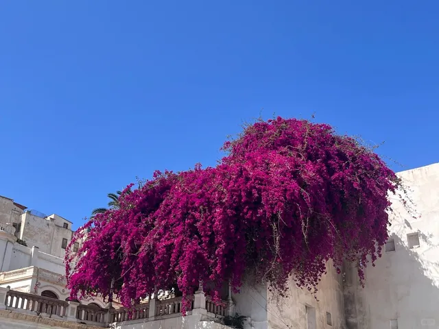 🏰 Algiers Citadel: The Timeless Soul of the Kasbah 🌊(2)