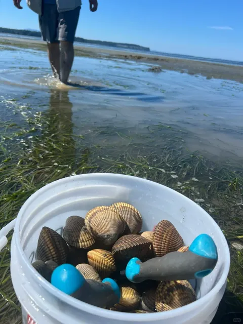 10-Minute Clam Digging Adventure at the US-Canada Border 🐚🌊​​