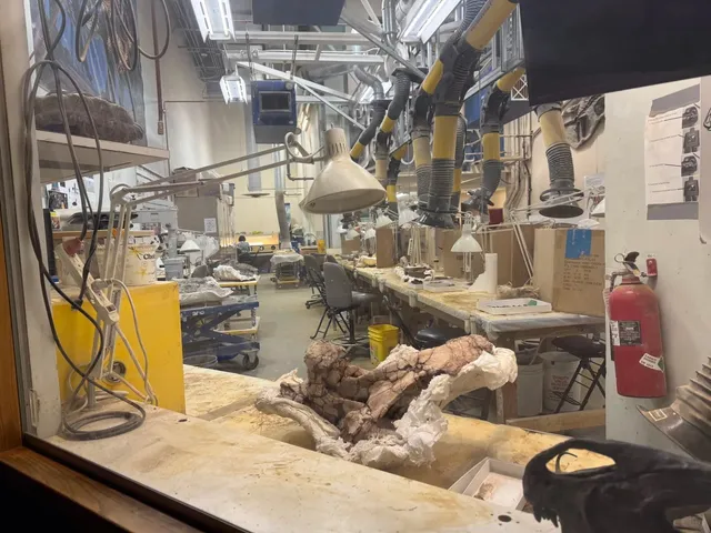 A Treasure Trove of Knowledge and Fun! 🌳🎉（2）