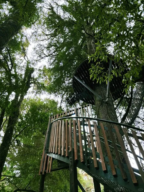 Rotorua Must-Do: The Epic Zipline Adventure You’ve Been Missing! 🌳🪂