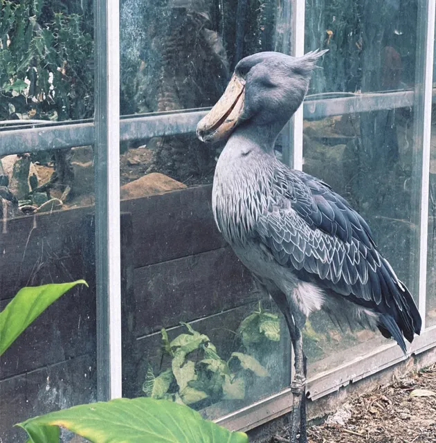 🌟 Kobe: A Surprisingly Charming Seaside City in Western Japan