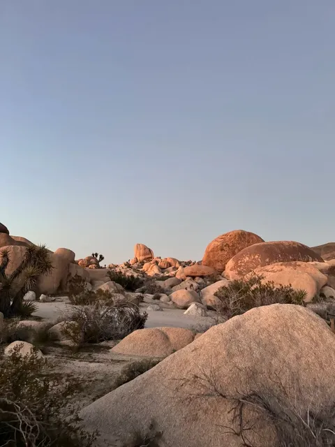 Joshua Tree Cactus Garden 🌵