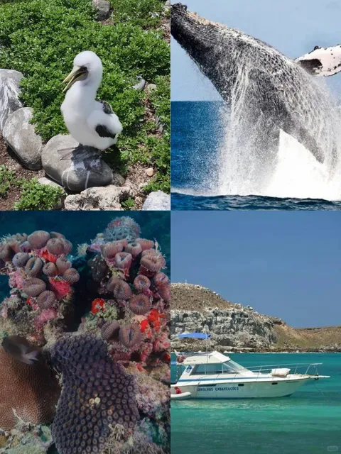A hidden gem in Brazil: An island for whale watching and diving