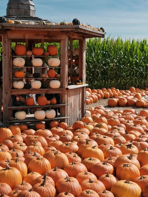 Seattle | Come to the Farm to Pick Pumpkins🎃 and Apples🍎!