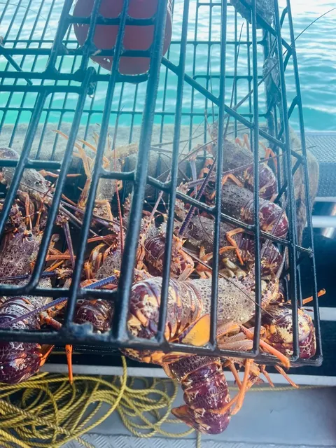 🌊🐬 Kaikoura Must-Do: Get Up Close with Lobsters, Seals & Whales!