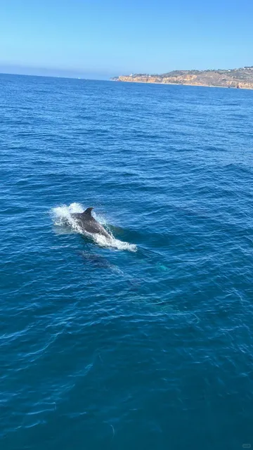 🌊 Whale & Dolphin Watching Tour in Long Beach🐬