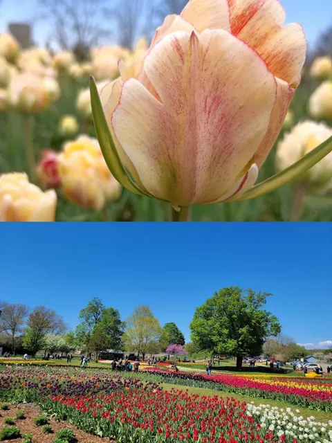 Can You Really See "Holland" Just a Drive from Chicago? 🌷