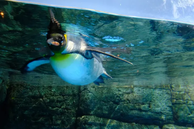 Hakkeijima (2) 🐠 🌸