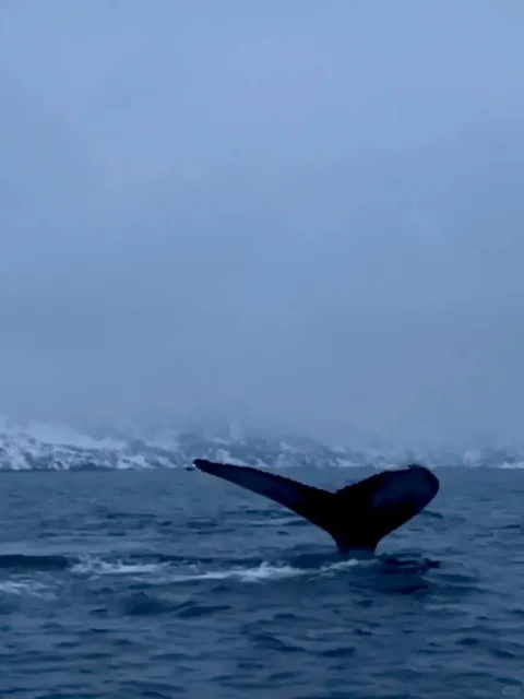  Norway 🇳🇴 7-Day Small Group Tour: Whale Watching 