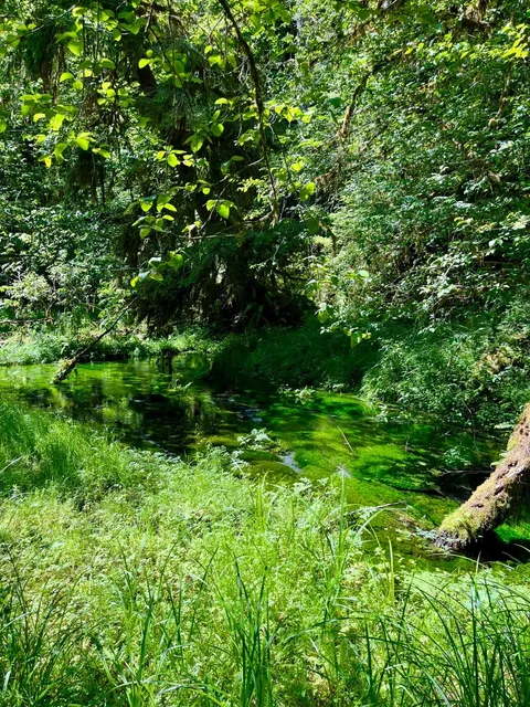 Hoh Rainforest | Step into a Fairytale World Deep in the Woods 🌳✨
