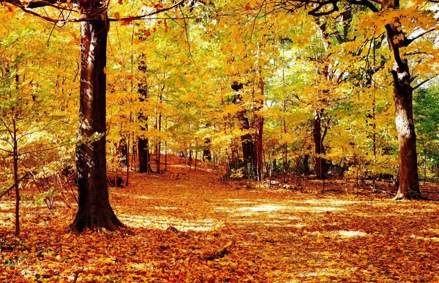 New York | Prospect Park's Peak Fall Foliage (1)🍂 