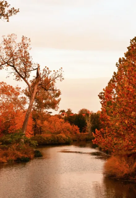 The Red Maple Leaves of St. Louis 🍁
