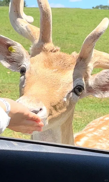 Must-Visit Outdoor Spot for Immersive Animal Feeding 🐘