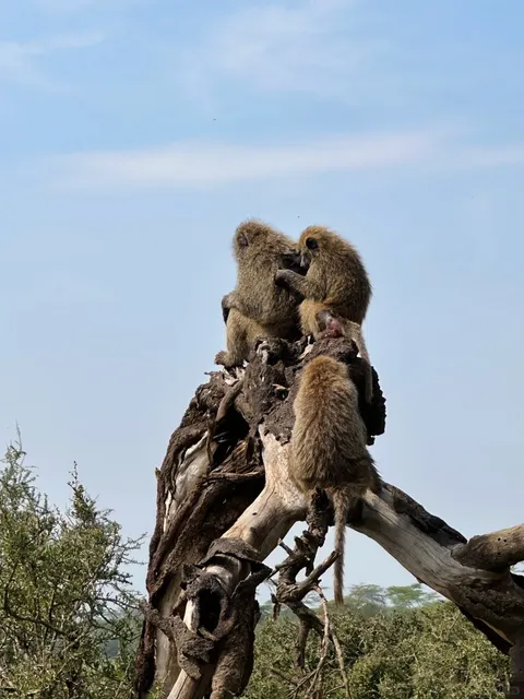 🇰🇪 Emerald Nakuru 🦩