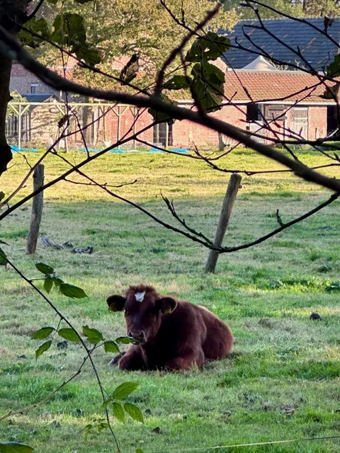Bergen op Zoom: The Dutch Town That Has It All! 🌳🌊🍒