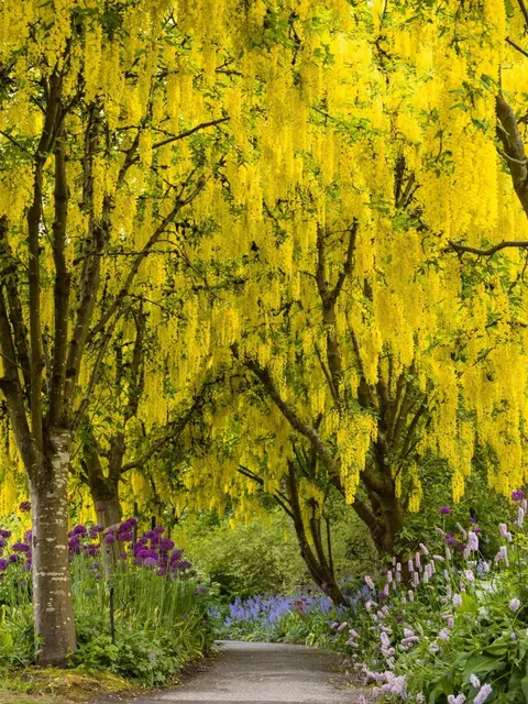 🌼 VanDusen Botanical Garden: Golden Hour in Vancouver 