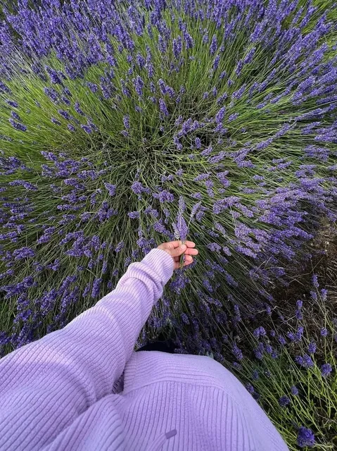 🇬🇧 Too Authoritative❗️ Absolutely Stunning Lavender Fields  