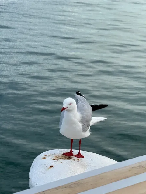 Darwin Uncovered: Australia's Compact Tropical Surprise 🌴🏙️