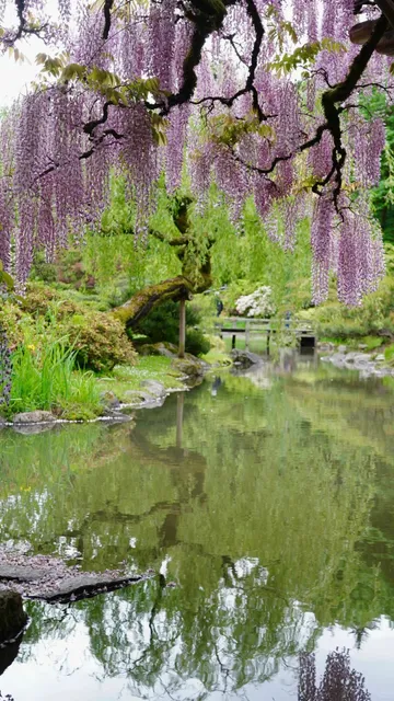 Seattle Japanese Garden—A Glimpse of Serenity in the Garden Series