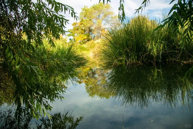Chino Creek Wetlands and Educational Park 🌿🦆
