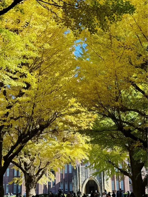 Tokyo Attractions Collection (1) 🌸