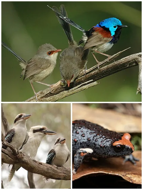 This national park in Sydney only opens for 6 weeks a year!
