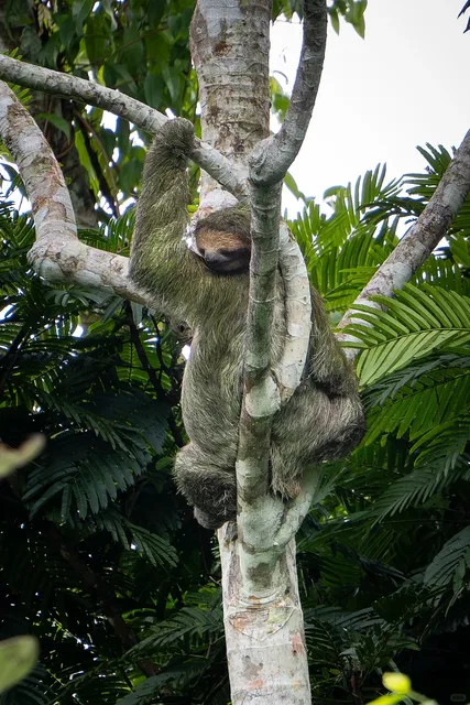  Costa Rica's Magical Animals 🦜🦥