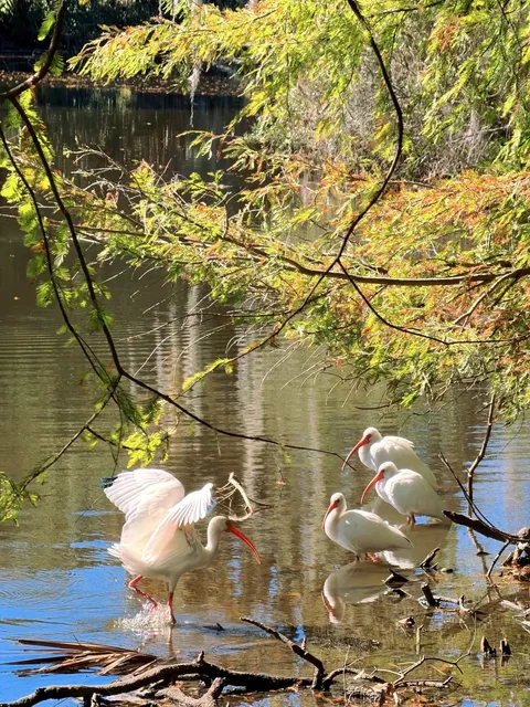 Made it to New Orleans this year! 🌟