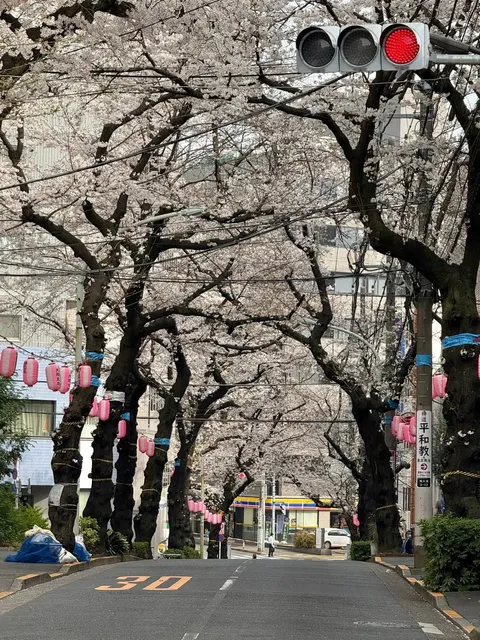 Tokyo's Cherry Blossoms Are Almost in Full Bloom 🌸