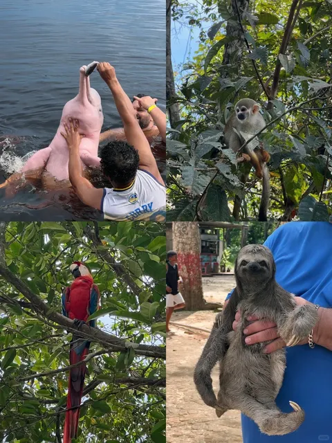 📍Manaus | Amazon Rainforest