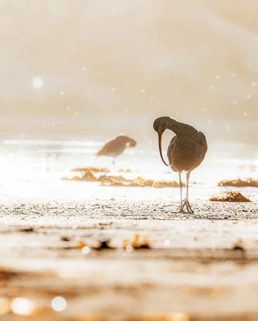 Ultimate Guide for Sea Otter Lovers