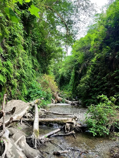 ​​Fern Canyon in Redwood National Park 🌿🌲 