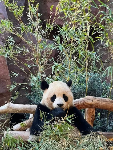 San Diego Zoo: The Ultimate One-Day Itinerary