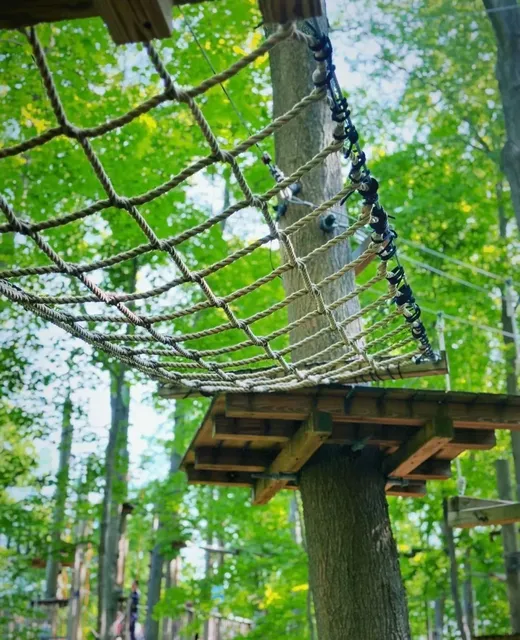 Swing Through the Trees Like a True Jungle Pro! 🌳🐒  